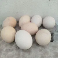 تخم طاووس آماده جوجه کشی