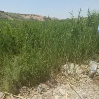 زمین-کشاورزی-مناسب-برای-پسته