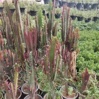 حراج گل گیاه