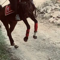 اسب نریان دره شوری