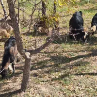 تعداد بز بزغاله فروشی|حیوانات مزرعه|خوسف, |دیوار