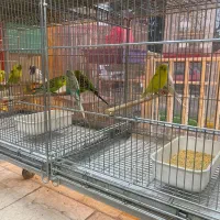 انواع پرنده های خانگی|پرنده|اصفهان, درب سیبه علیا|دیوار