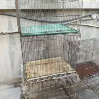 کفتر قفس کفتر قفس بزرگ پنج قفس مرغ عشق فنج|لوازم جانبی حیوانات|تهران, شهرک ولیعصر شمالی|دیوار