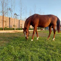 مادیان عرب پنج نشان|اسب و تجهیزات اسب‌سواری|سنگر, |دیوار