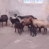 میش بره
