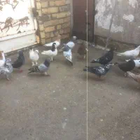 کبوتر یا کفتر