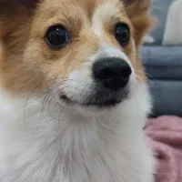 اشپیتز پامر|سگ|بندرعباس, |دیوار