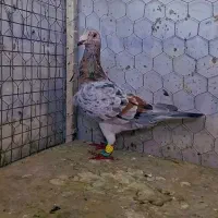 سلام ماده پرشی|پرنده|سربیشه, |دیوار