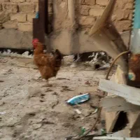 مرغ تخمگذار