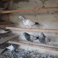 جوجه کله دم سیاه کاکلی