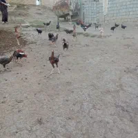 مرغ و خروس لاری|حیوانات مزرعه|اشنویه, |دیوار