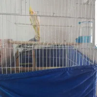 سلام ی جفت مولد