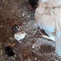 مرغ با۱۰جوجه لاری