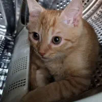 واگذاری بچه گربه