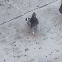 کفتر ماده سبز پرشی|پرنده|یزد, |دیوار