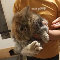 خرگوش عظیم الجسه