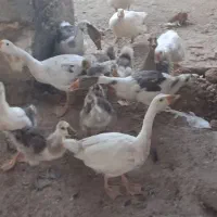 غاز