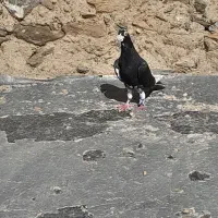 کبوتر
