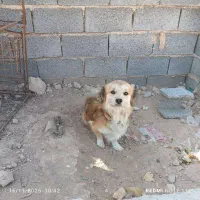 سگ خارجی قشنگ