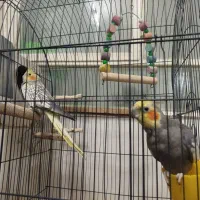 دو عدد عروس هلندی کشیده و سرحال آماده تخم گذاری|پرنده|یزد, |دیوار