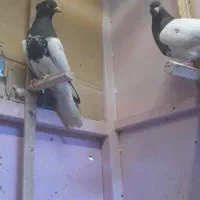 کفتر سوراخی پریده مخ