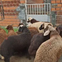 12 راس بره شیرمست امسالی تمام نر