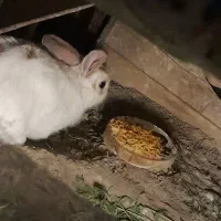 خرگوش نر بالغ