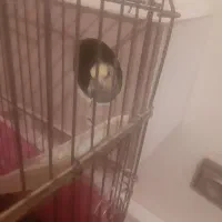 پرنده عروس هلندی مولد|پرنده|پرند, فاز ۶|دیوار