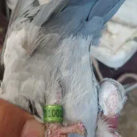 پلاکی جفت مسافتی ، پرینت دار|پرنده|اهواز, امانیه|دیوار