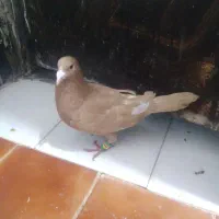 کفتر
