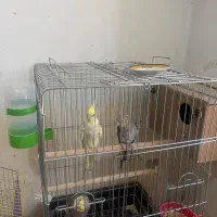 پرنده|پرنده|آبدانان, |دیوار