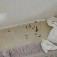 سم پاشی و ریشه کنی ساس و کک و سوسک نوشهر و چالوس