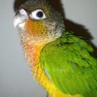 طوطی گیرینچیک گمشده/۱۰ میلیون تومان مژدگانی
