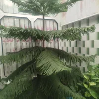 فروش کاج مطبق