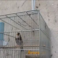 سهره قناری ریزه خون