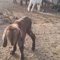 بز  شیری|حیوانات مزرعه|بندر ماهشهر, |دیوار