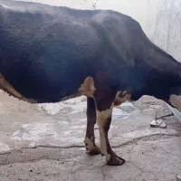 گاوشیری باگوساله دوماهه|حیوانات مزرعه|دیواندره, |دیوار