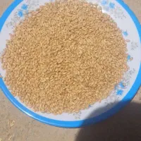 گندم