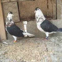 کبوتر افشان