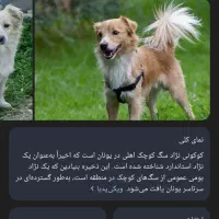 سگ پاکوتاه|سگ|کرمان, |دیوار