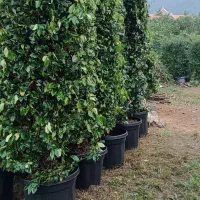 گل و گیاه مخصوص ویلها و فضای سبز لوکس|گل و گیاه طبیعی|چابکسر, |دیوار