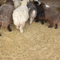 فروش ۸راس بره  نر|حیوانات مزرعه|پاسارگاد, |دیوار