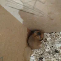 همستر خرسی|موش و خرگوش|یزد, |دیوار