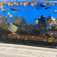 ماهی ،حلزون|ماهی|اسفرورین, |دیوار