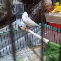 پرنده خوب فنج