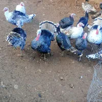 بوقلمون کاملا ارگانیک|حیوانات مزرعه|الشتر, |دیوار