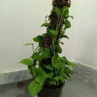 پتوس منجولا قیم خزدار پر پشت