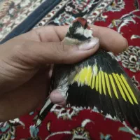 سهره گاوی جنگلی سبز و زرد|پرنده|تاکستان, |دیوار