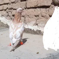 جوجه ۴پری کله هفترنگ طلایی و پرتغالی آس
