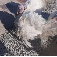 بوقلمون بیوتیک